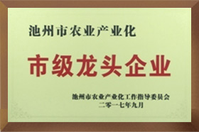 市级龙头91香蕉APP成人污在线观看